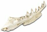 Fossil Mosasaur (Platecarpus) Jaw Section with Teeth - Morocco #345265-6